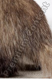 Badger tail photo reference 0002